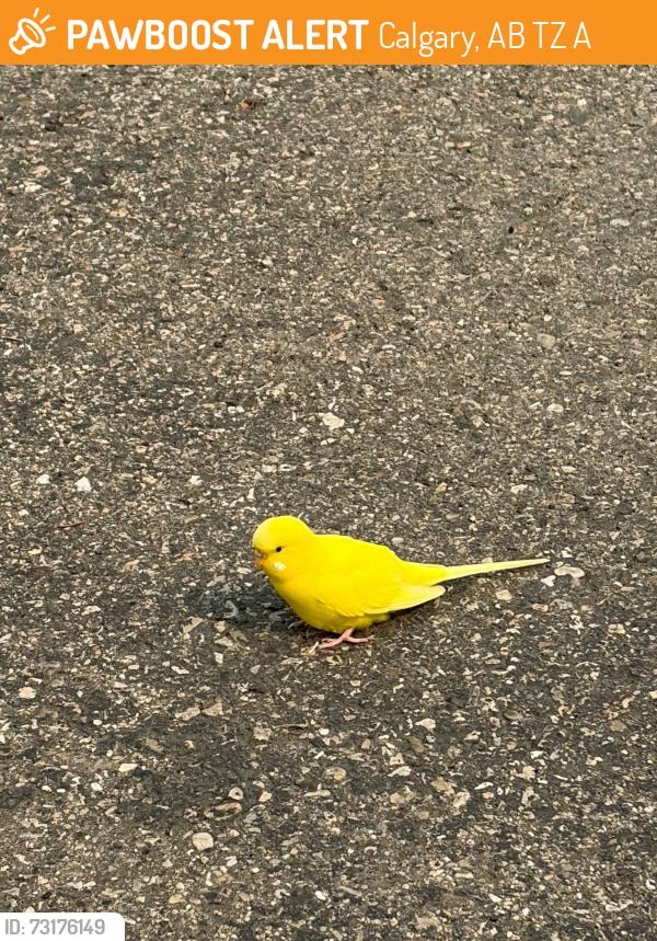 Found/Stray Female Bird last seen Near Springbank links, Calgary, AB T3Z 0A9