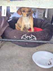 Reunited Unknown Dog last seen First and 6th street 93710, Fresno, CA 93710