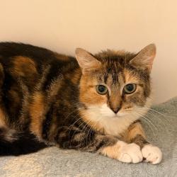 Shelter Stray Female Cat last seen , Animal Care & Control Team of Philly, 111 W Hunting Park Ave, Philadelphia, PA 19140, USA