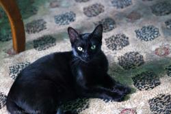 Lost Female Cat last seen Near Rosy Finch in Arborstone (located near the intersection of Judson and lookout road, San Antonio, TX 78233