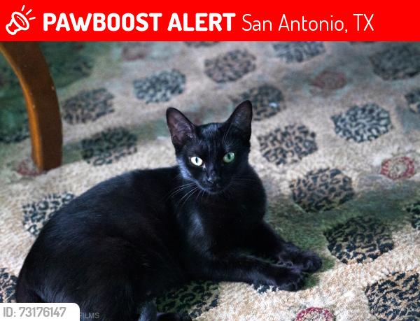 Lost Female Cat last seen Near Rosy Finch in Arborstone (located near the intersection of Judson and lookout road, San Antonio, TX 78233