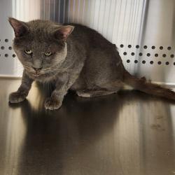 Shelter Stray Male Cat last seen , 3428 S Jenkins Ave, Norman, OK 73072, USA