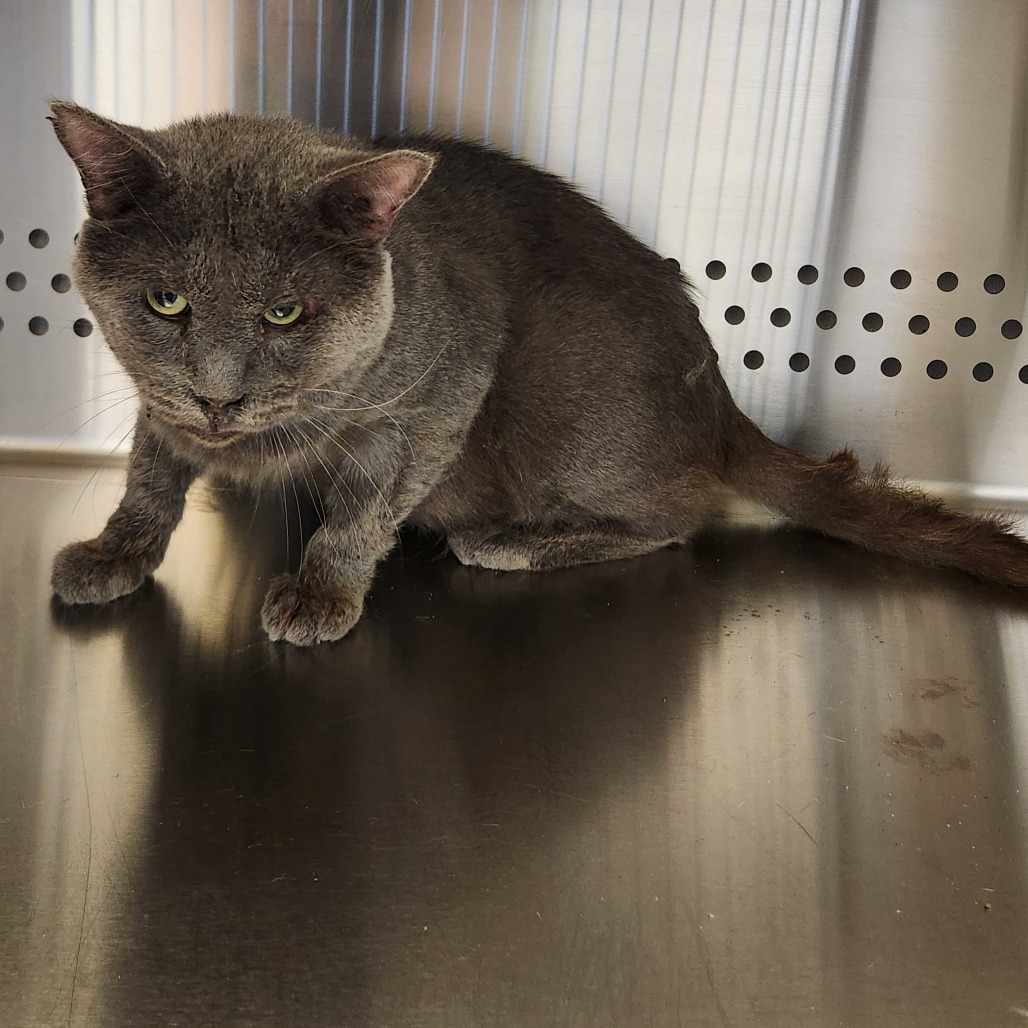 Shelter Stray Male Cat last seen , 3428 S Jenkins Ave, Norman, OK 73072, USA