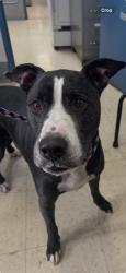 Reunited Male Dog last seen Hawthorne and Earl, Saint Paul, MN 55106