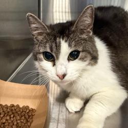 Shelter Stray Unknown Cat last seen , 980 Guilford College Rd, Greensboro, NC 27409, USA