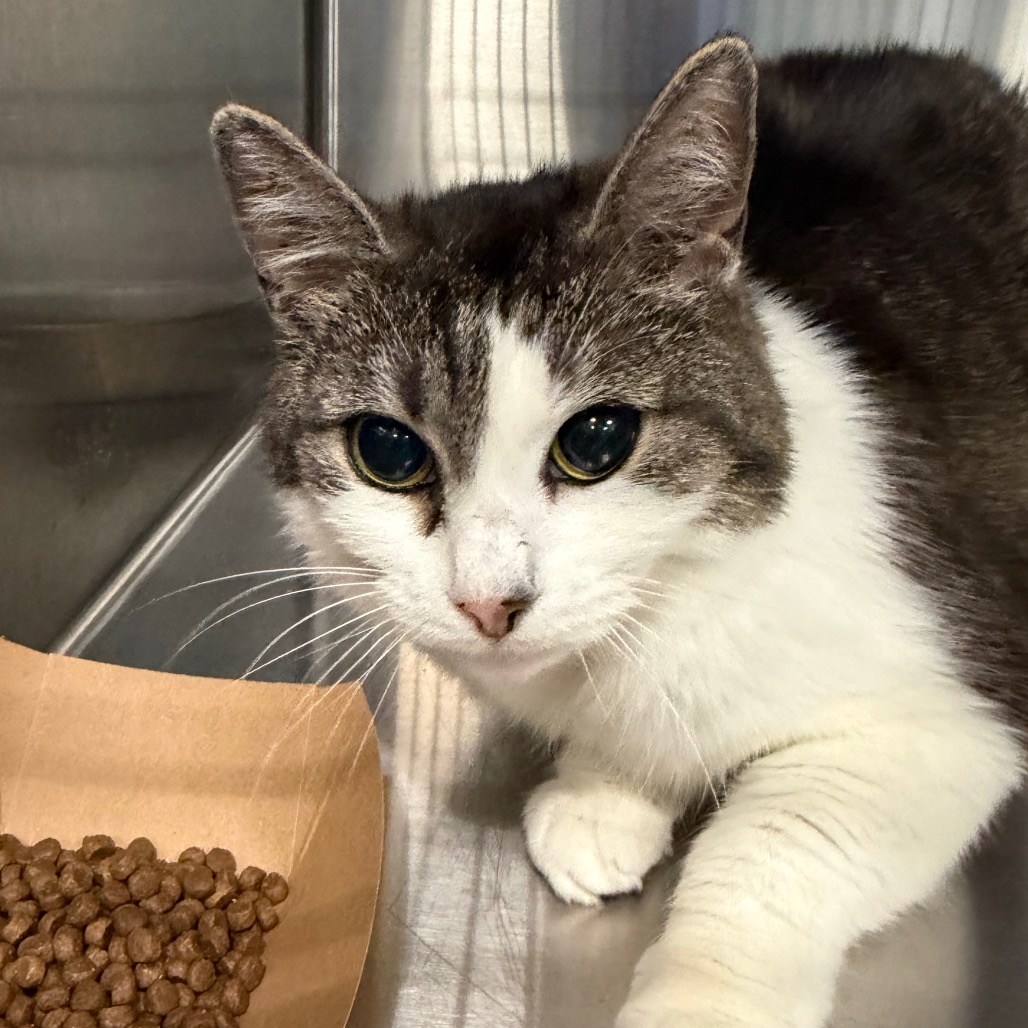 Shelter Stray Unknown Cat last seen , 980 Guilford College Rd, Greensboro, NC 27409, USA