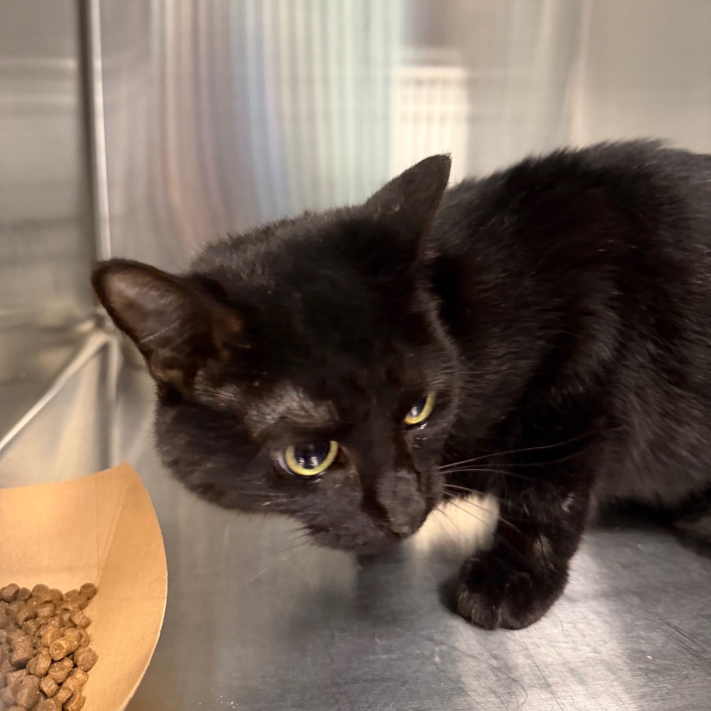 Shelter Stray Unknown Cat last seen , 980 Guilford College Rd, Greensboro, NC 27409, USA
