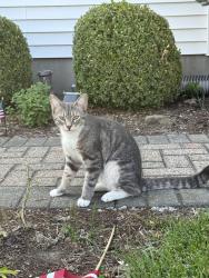 Found/Stray Unknown Cat last seen Boght road latham, Cohoes, NY 12047