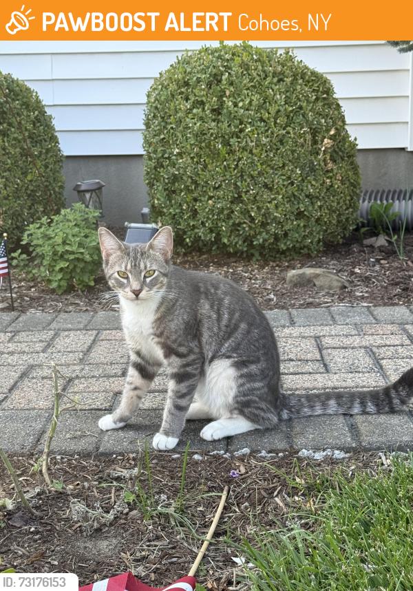 Found/Stray Unknown Cat last seen Boght road latham, Cohoes, NY 12047