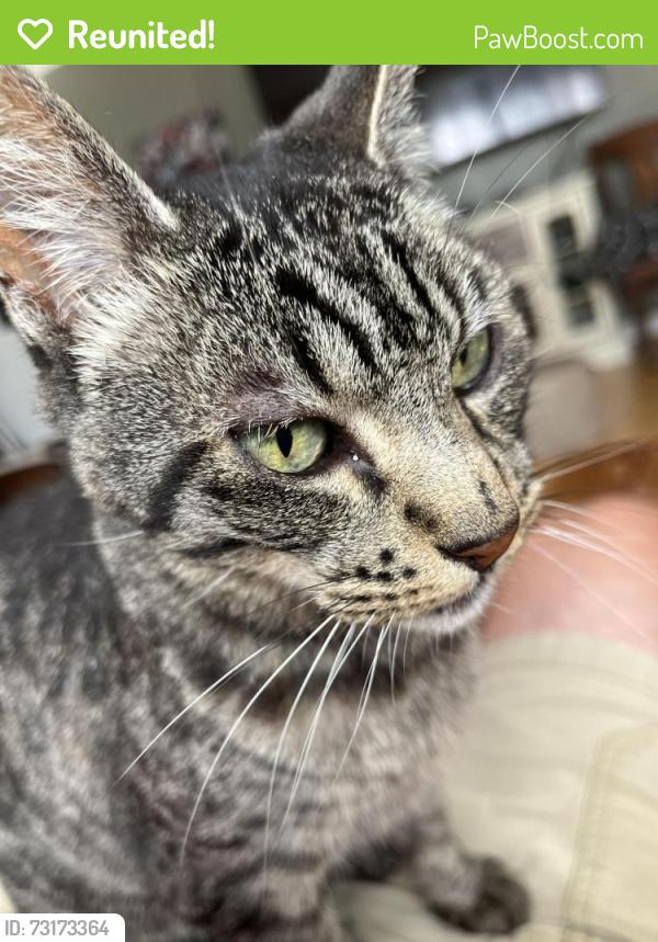 Reunited Female Cat last seen Burlington, Santa Rosa, CA 95405