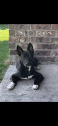 Reunited Female Dog last seen Near Walnut Ln, Melissa, TX 75454, USA, Melissa, TX 75454