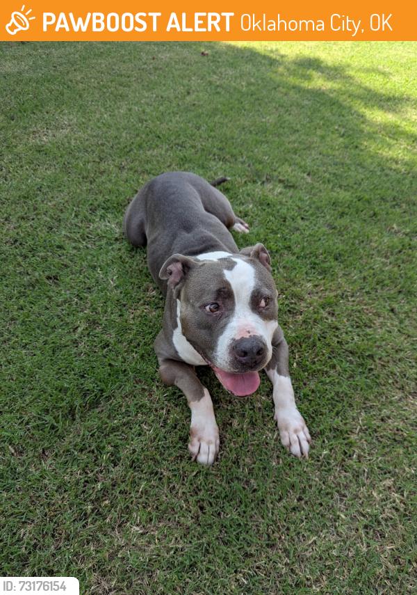 Found/Stray Female Dog last seen Portland and 119th, Oklahoma City, OK 73102