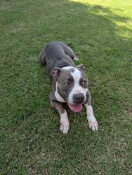 Found/Stray Female Dog last seen Portland and 119th, Oklahoma City, OK 73102