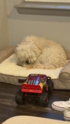 Reunited Male Dog last seen Near Kittredge St, Denver, CO 80239