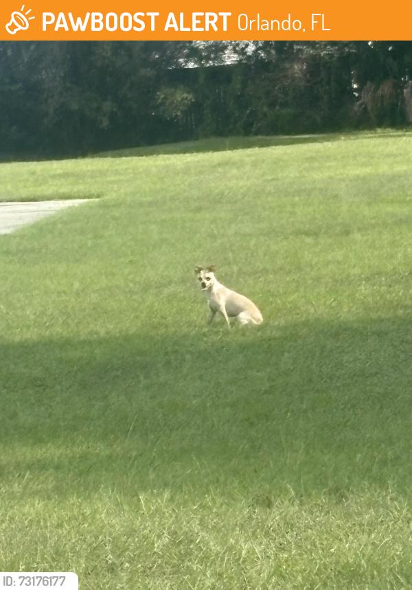 Found/Stray Unknown Dog last seen Orlando Central Baptist Church, Orlando, FL 32810