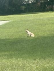 Found/Stray Unknown Dog last seen Orlando Central Baptist Church, Orlando, FL 32810