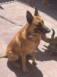 Reunited Male Dog last seen Cherry creek reservoir, Cherry Creek, CO 80111