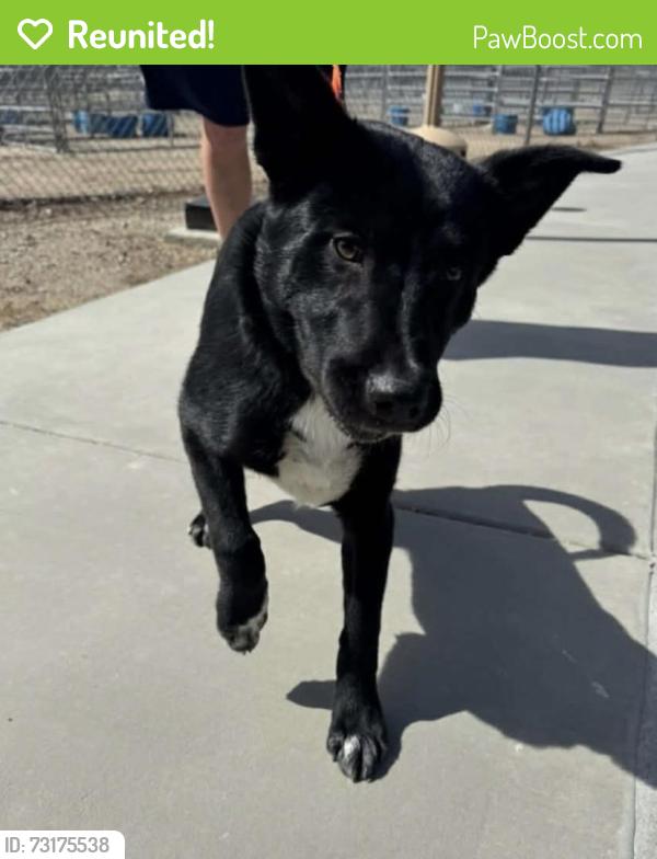 Reunited Female Dog last seen Near W Pico Canyon Rd, Stevenson Ranch, CA 91381, USA, Stevenson Ranch, CA 91381