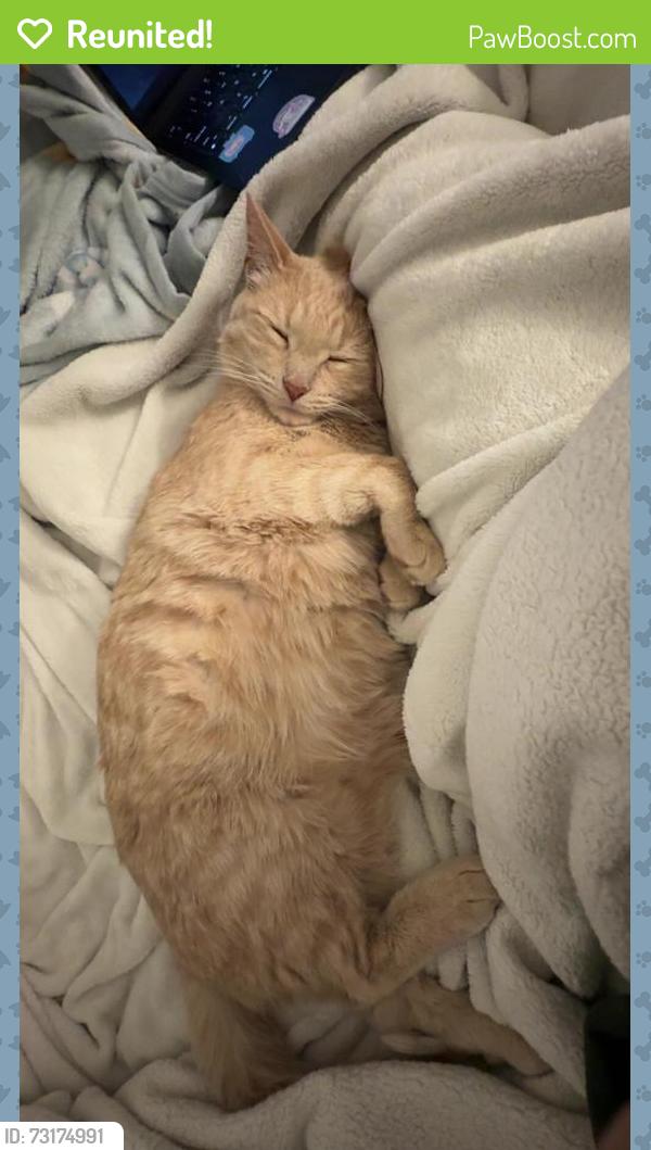 Reunited Male Cat last seen Jefferson avenue, Winnipeg, MB 
