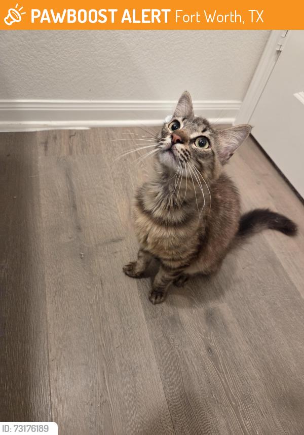 Found/Stray Male Cat last seen Quail Grove Drive, Fort Worth, TX 76177