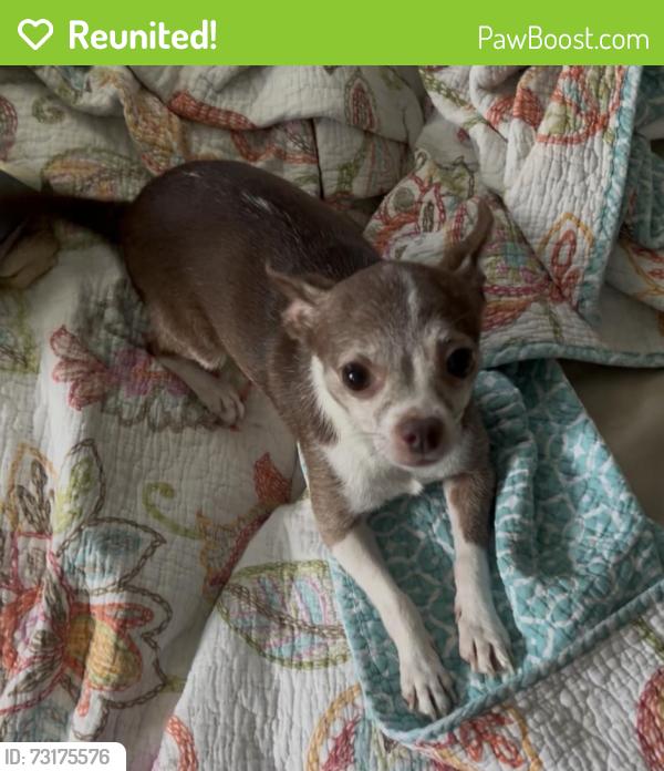 Reunited Male Dog last seen Near East Par Street Orlando Florida, Orlando, FL 32804