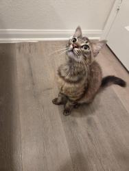 Found/Stray Male Cat last seen Quail Grove Drive, Fort Worth, TX 76177