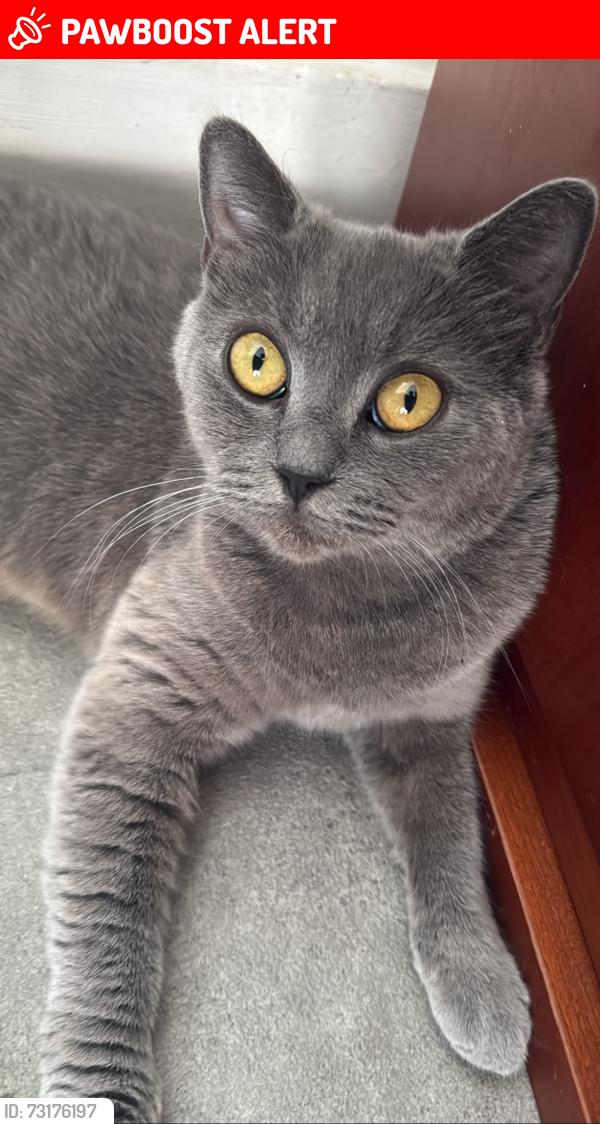 Lost Female Cat last seen crouch end, Greater London, England N8 7JS