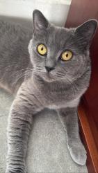 Lost Female Cat last seen crouch end, Greater London, England N8 7JS