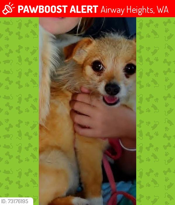 Lost Female Dog last seen Tower and King, Airway Heights, WA 99001