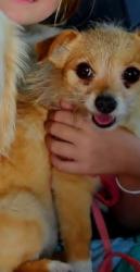 Lost Female Dog last seen Tower and King, Airway Heights, WA 99001