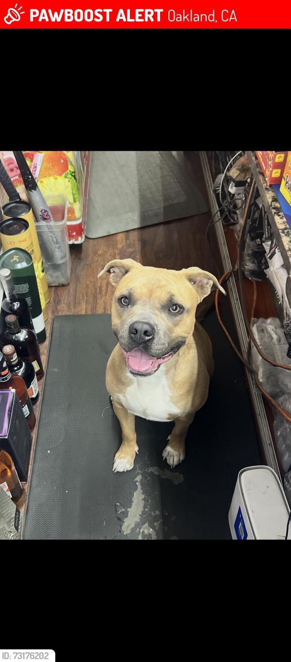 Lost Female Dog last seen San Antonio park, Oakland, CA 94606
