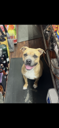 Lost Female Dog last seen San Antonio park, Oakland, CA 94606