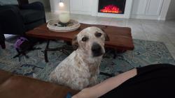 Reunited Male Dog last seen Harvest green., Richmond, TX 77406