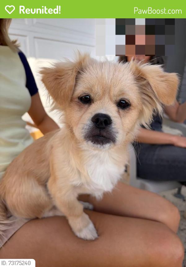 Reunited Male Dog last seen Near Firebrand Cir, Garden Grove, CA 92840, USA, Garden Grove, CA 92840