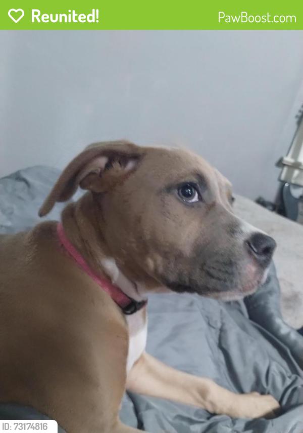 Reunited Female Dog last seen Last seen on Hubbard and parkway, Battle Creek, MI 49037