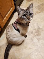 Lost Female Cat last seen Woodhaven Blvd & Brookwood Dr, Eagle Mountain, UT 84005