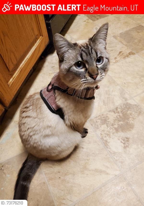 Lost Female Cat last seen Woodhaven Blvd & Brookwood Dr, Eagle Mountain, UT 84005