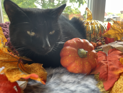 Lost Female Cat last seen Opposite memorial park, Worcestershire, England 