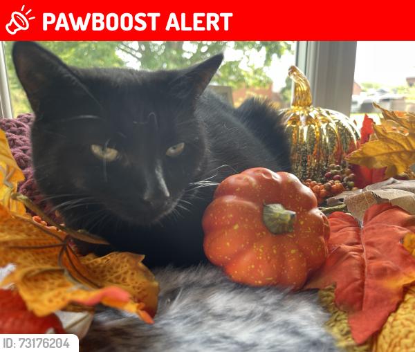 Lost Female Cat last seen Opposite memorial park, Worcestershire, England 