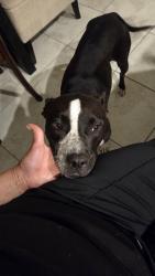 Reunited Female Dog last seen Harvest green, Richmond, TX 77406