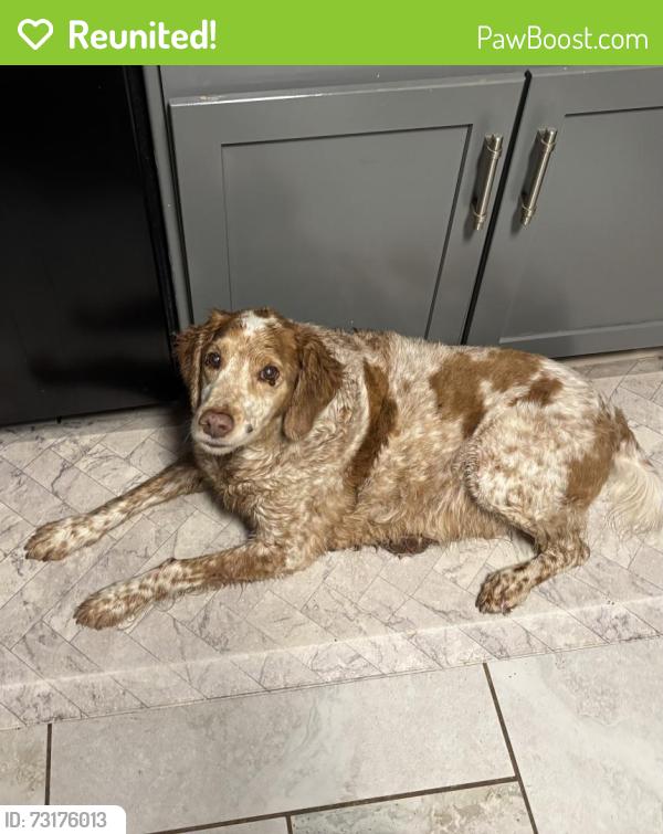 Reunited Male Dog last seen Walpole, High Point, NC 27265