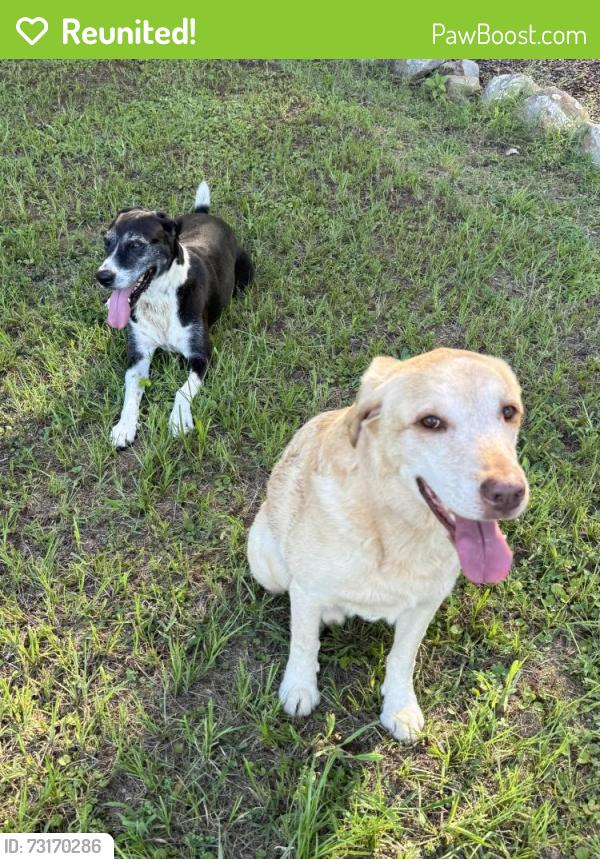 Reunited Unknown Dog last seen Highway 331, Columbiana, AL 35051