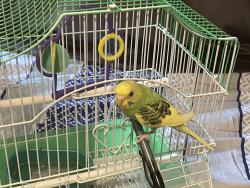 Lost Female Bird last seen 11th street, 10th street, 12th street, Bayonne, NJ 07002