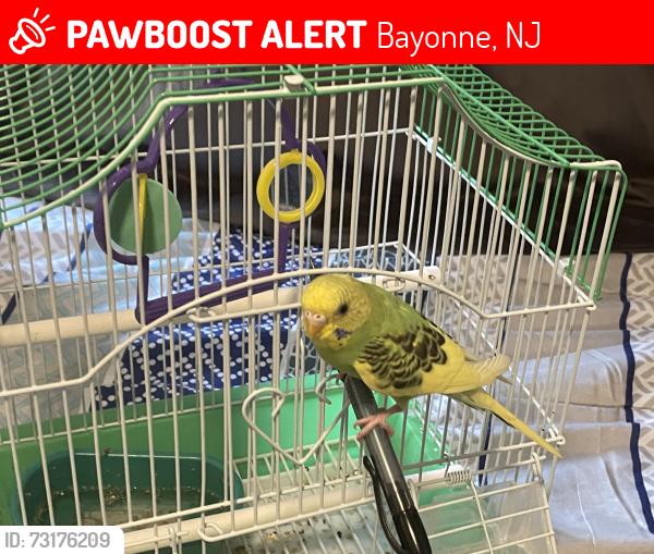 Lost Female Bird last seen 11th street, 10th street, 12th street, Bayonne, NJ 07002