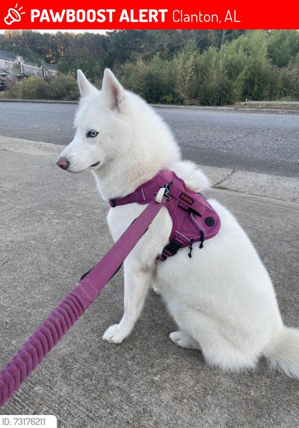 Lost Female Dog last seen 14th street, Clanton, AL 35045