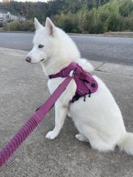 Lost Female Dog last seen 14th street, Clanton, AL 35045