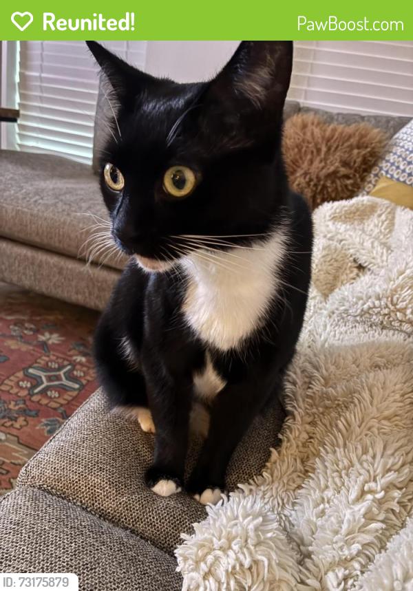 Reunited Female Cat last seen Near Bluemont Branch Terrace Leesburg, va 20175, Leesburg, VA 20175