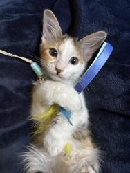 Reunited Female Cat last seen Mather Heights Park, Green Bay, WI 54303