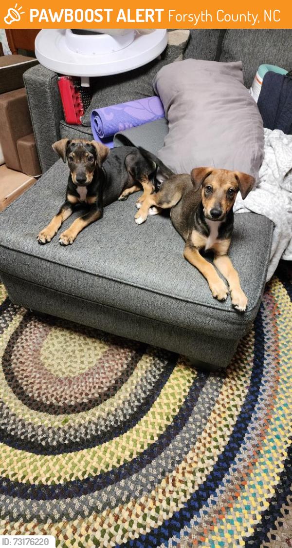Found/Stray Male Dog last seen Phillips Bridge Rd., Forsyth County, NC 27023