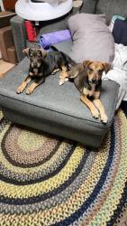 Found/Stray Male Dog last seen Phillips Bridge Rd., Forsyth County, NC 27023